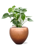 Pot metallic couple bronze