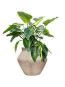 Pot mineral emperor beige