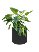 Pot natural cylinder noire