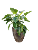 Pot oyster partner marron