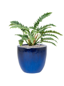 Pot plain couple bleue