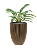 Pot nature groove partner d'or