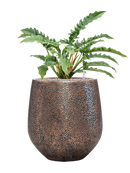 Pot opus emperor d'or