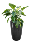 Pot vogue partner noire