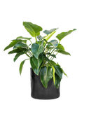 Pot cylinder cylinder noire