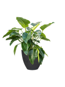 Pot granite couple noire