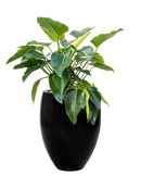 Pot natural emperor noire