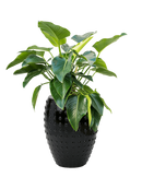 Pot laos emperor noire