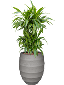 Pot bordo couple grise