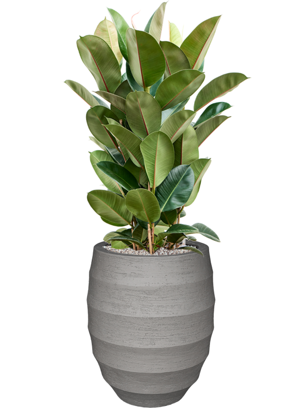 Pot bordo couple grise