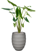 Pot bordo couple grise