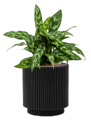 Pot nature groove cylinder noire