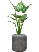 Pot naturescast® cylinder grise