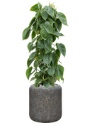 Pot naturescast® cylinder grise