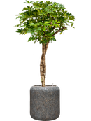 Pot naturescast® cylinder grise