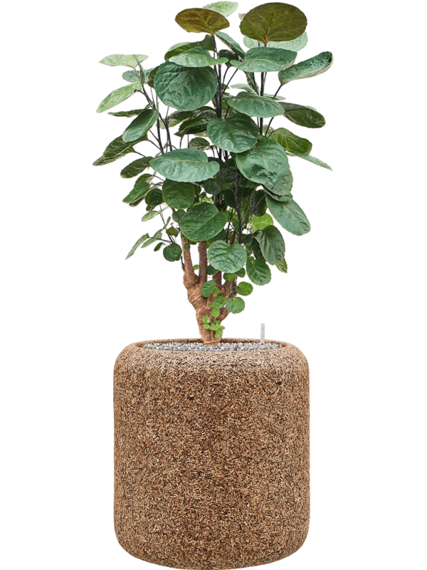 Pot naturescast® cylinder marron