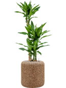 Pot naturescast® cylinder marron