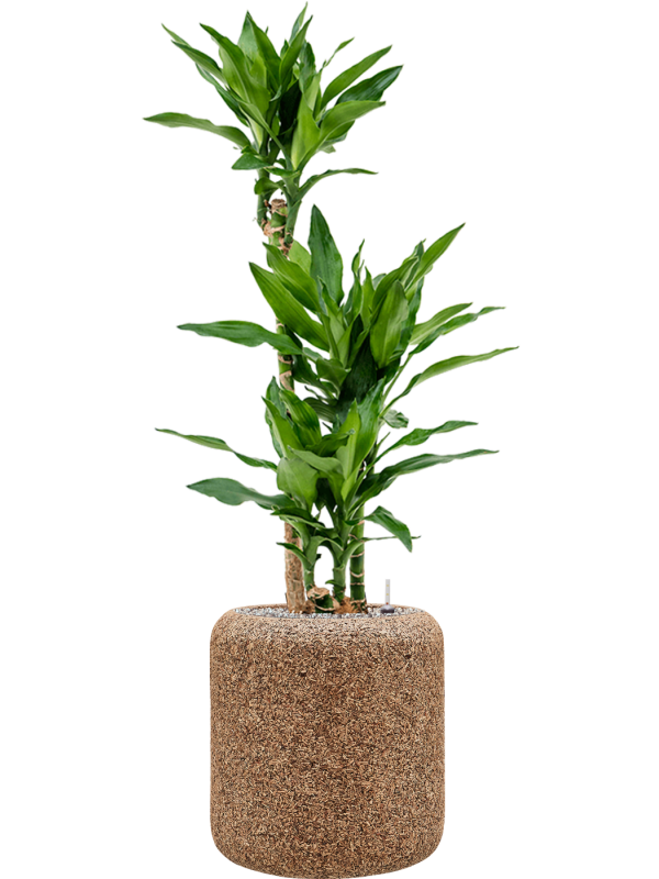 Pot naturescast® cylinder marron