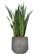 Pot cement & stone couple grise