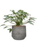 Pot cement & stone couple grise