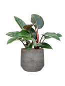 Pot cement & stone couple grise