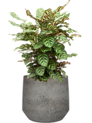 Pot cement & stone couple grise