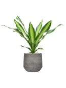 Pot cement & stone couple grise