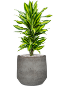 Pot cement & stone couple grise