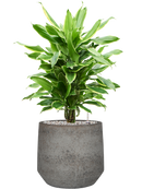 Pot cement & stone couple grise