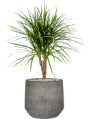 Pot cement & stone couple grise