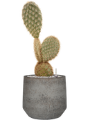 Pot cement & stone couple grise