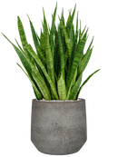 Pot cement & stone couple grise