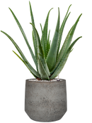 Pot cement & stone couple grise