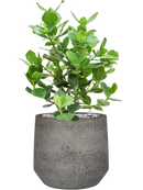 Pot cement & stone couple grise