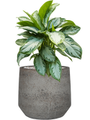 Pot cement & stone couple grise