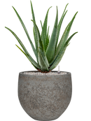 Pot cement & stone couple grise