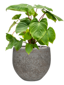 Pot cement & stone couple grise