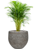 Pot cement & stone couple grise