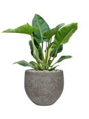 Pot cement & stone couple grise