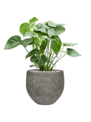 Pot cement & stone couple grise