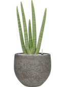 Pot cement & stone couple grise