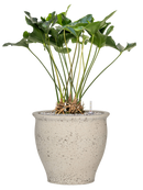 Pot mediterranean couple blanche