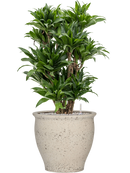 Pot mediterranean couple blanche