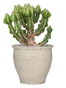 Pot mediterranean couple blanche