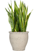 Pot mediterranean couple blanche