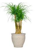 Pot mediterranean couple blanche