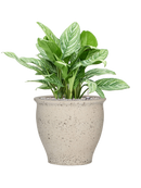 Pot mediterranean couple blanche