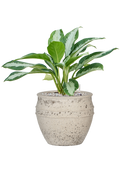 Pot mediterranean couple blanche