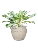 Pot mediterranean couple blanche