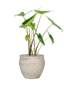 Pot mediterranean couple blanche